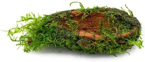 Live Aquarium Plants on Driftwood, Lava Rock, Moss, Fiber Mat - Freshwater Fish Tanks - Easy, Beginner Friendly (Christmas Moss on Clay)
