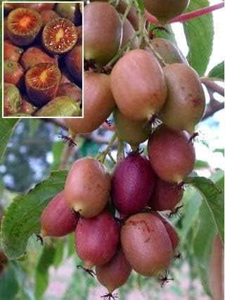 3 Hardy Kiwi Plants- 2 Ken's Red, and One Male Pollinater-All in 4 Inch Cups/Kiwi Aruguta- Awesome, Healthy Starter Plants!