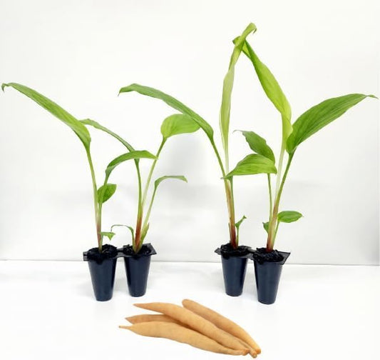 Boesenbergia Chinese Keys (4 Pack) Finger Root/Krachai Ginger Edible Plant Live for Planting| Easy to Grow Plants | Grow Your own Food on Your Edible Organic Garden| Live Ginger for Sale |