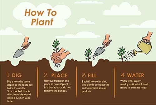 Brighter Blooms - Owari Satsuma Mandarin Tree, 1-2 ft, - No Shipping To AL, AZ, CA, FL, GA, LA, OR, TX