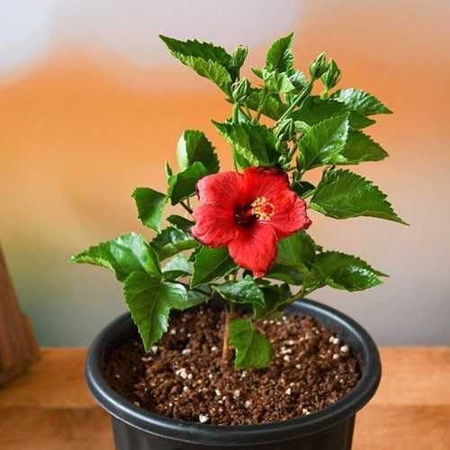 Red Hibiscus. rosa-sinensis. Live Plant - Tropical Blooming Hibiscus, Pretty Flowers, Used in Tea and Juice (2 red Hibiscus sacs)