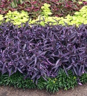 Purple Queen Tradescantia Setcresea I 20 Live Plants I Spiderwort | Lush Magenta Foliage for Striking Garden Contrast, Ideal for Ground Cover, Borders, & Containers