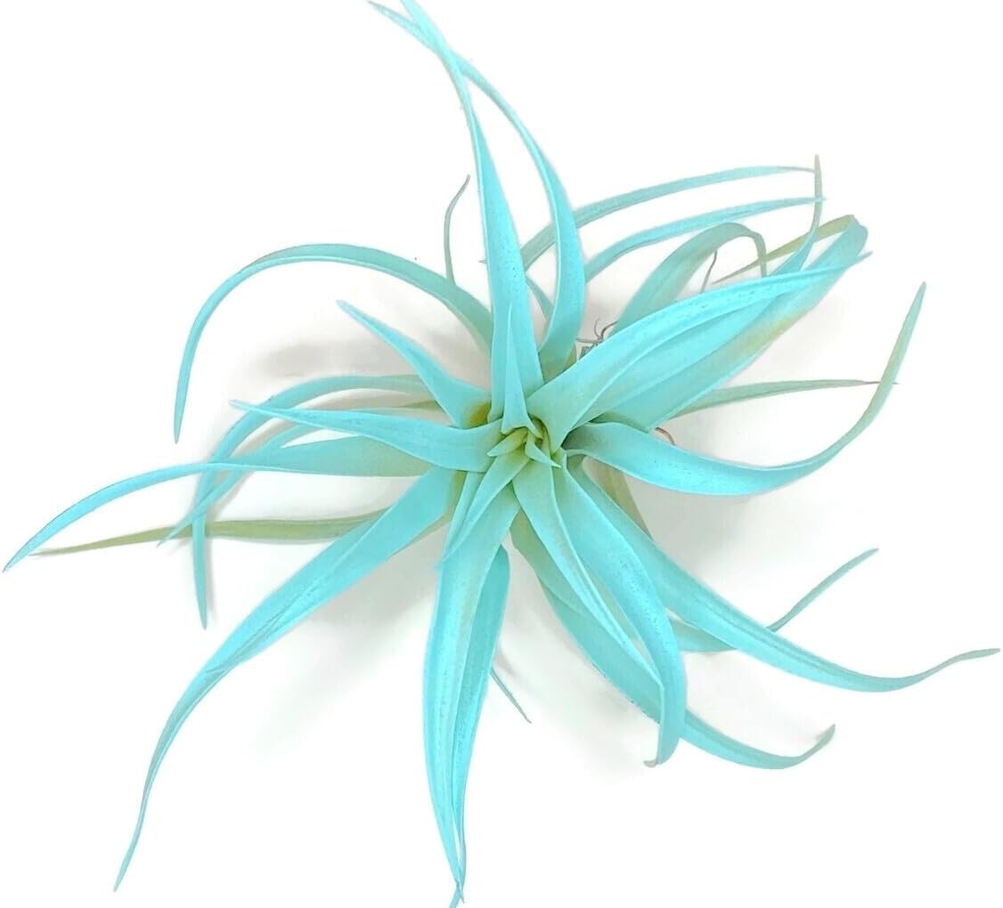Colored Capitata Air Plant, Tillandsia, Airplant, Air Purification, House Plant, Home Decor & Gift, Live (Aqua)