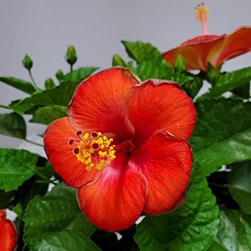 Hibiscus Plant Live - Hibiscus Bush - Red President - Overall Height 26" to 28" - Tropical Plants of Florida (Plant Only)…