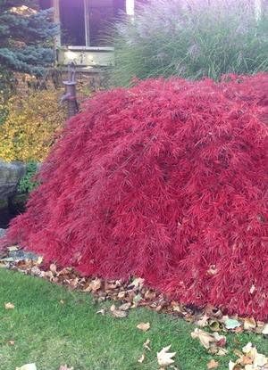 Crimson Queen Weeping LACE Leaf Japanese Maple - Acer palmatum dissectum 'Crimson Queen' 2 - Year Plant