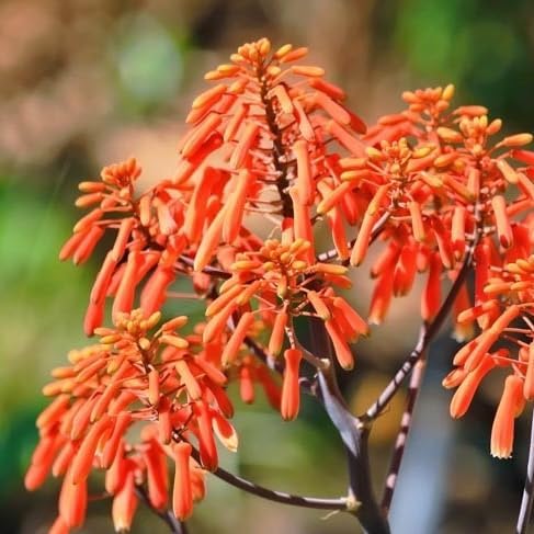 Coral Aloe Plants (Aloe striata) - Live Succulent with Striking Pink Edges and Smooth, Flat Leaves for Indoor/Outdoor Gardening (2 Coral Aloe sacs)