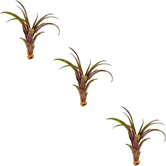 Air Plants - Tillandsia Red Capitata, Large 5-7” - 3 ct - Live Arrival Guaranteed - House Plants for Home Decor & Gift