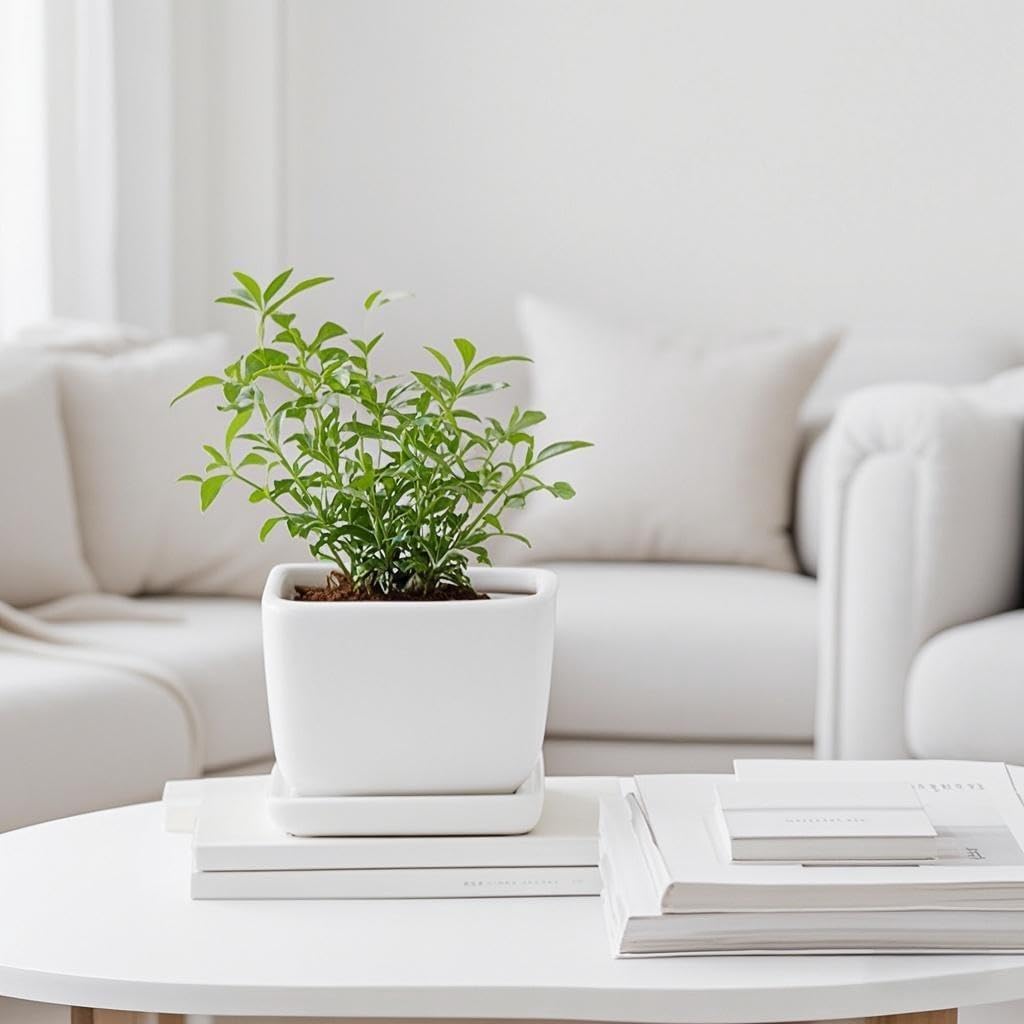 Square Plant Saucer 4 Inch 2 Pack，Plant Trays for Pots, White Ceramic Plant Saucers for Indoors Outdoors, Plant Drip tray 4 6 8 10 12 14 Inch