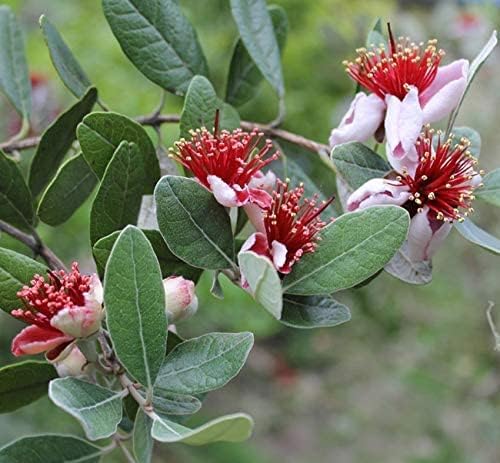 Pineapple Guava | 2 Large Gallon Size Plants | Feijoa Sellowiana | Edible Fruit Shrub and Fragrant Flowering Foliage
