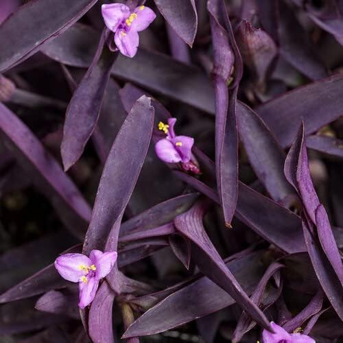 Purple Queen Tradescantia Setcresea I 20 Live Plants I Spiderwort | Lush Magenta Foliage for Striking Garden Contrast, Ideal for Ground Cover, Borders, & Containers