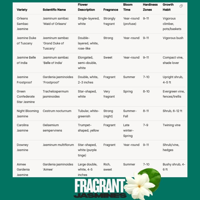 2 Duke of Tuscany Jasmine Plants Live, Climbing Jasmine Indoor Outdoor Live, Fragrant, 5-9" in Tall, No Pot, Hardy and Fast-Growing