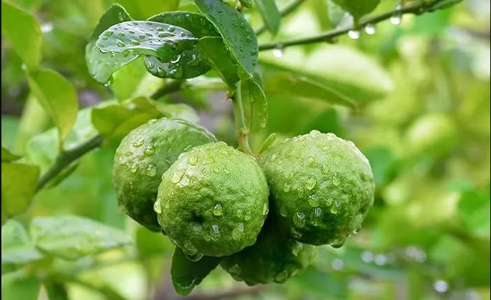 Dwarf Key Lime Tree Plant Live, 1 to 2 Ft Grafted Citrus Plant Fragrant Lemons, for Indoor/Outdoor Growing, Can't Ship to CA