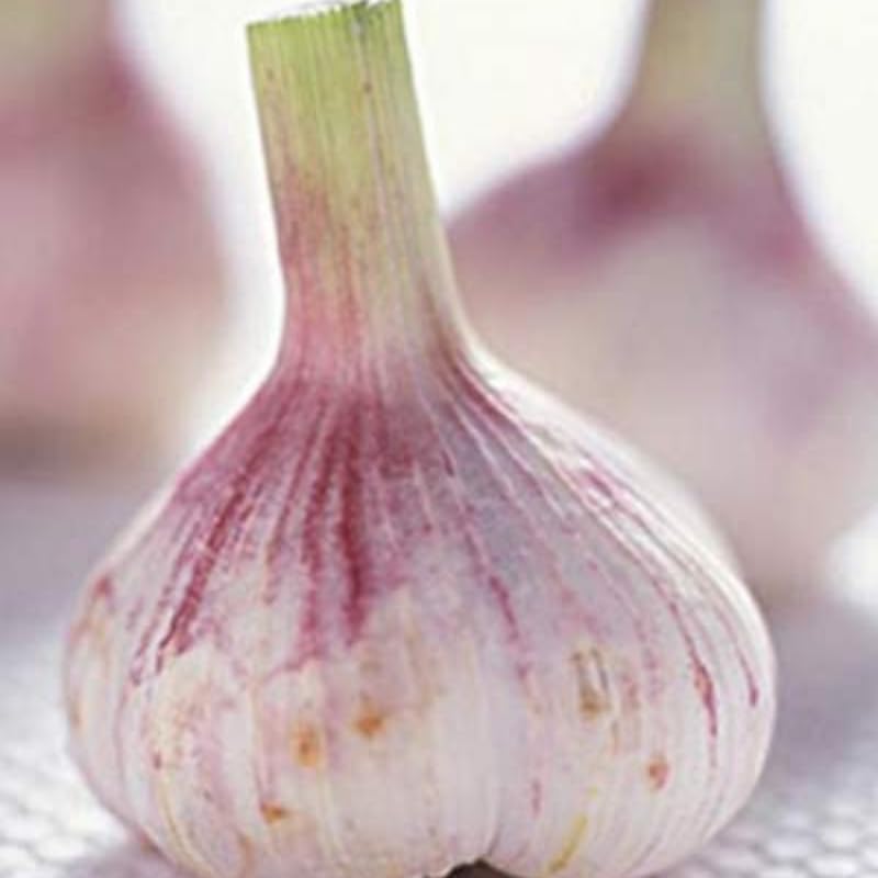 8 Garlic for Planting in Fall Hardneck, Purple Stripe Garlic Bulbs for Planting, Fresh and High Yield Bulb Variety Pack, Hardy and Fast Growing