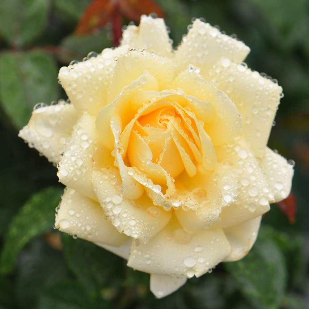 Heirloom Roses Hybrid Tea Rose Bush - Eleganza® Winter Sun Live Yellow Plant for Outdoor Planting