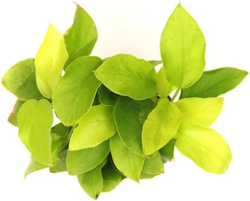 Aquarium Anubias Barteri Nana Golden - Absorb Excess Pollutants & Nitrates - All Natural & Organic Fish Resting Spots - Golden Yellow Aquatic Plants - Small