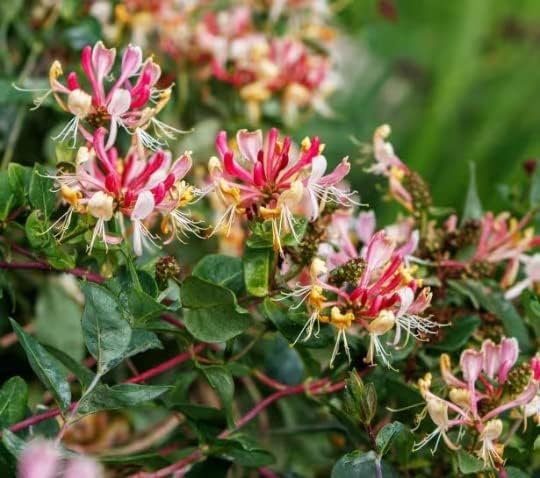 Fragrant Cloud Pink Honeysuckle in 3.5 inch Pot, Beautiful Fragrant Climber!!