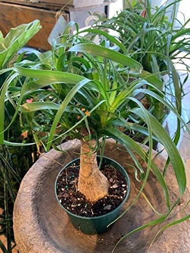 Ponytail Palm - 5 Live Plants in 6 Inch Growers Pots - Beaucarnea Recurvata - Beautiful Clean Air Indoor Succulent Houseplant