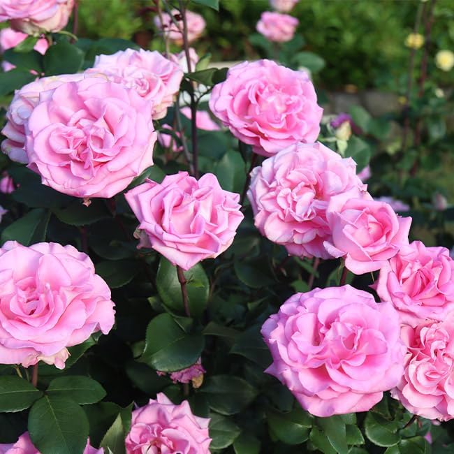 Heirloom Roses Pink Rose Plant - Eleganza® Beverly Hybrid Tea Rose Bush, Fragrant Roses Good for Planting in Pots Or Outdoors