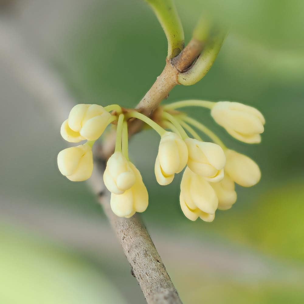 PERFECT PLANTS Tea Olive 3 Gallon