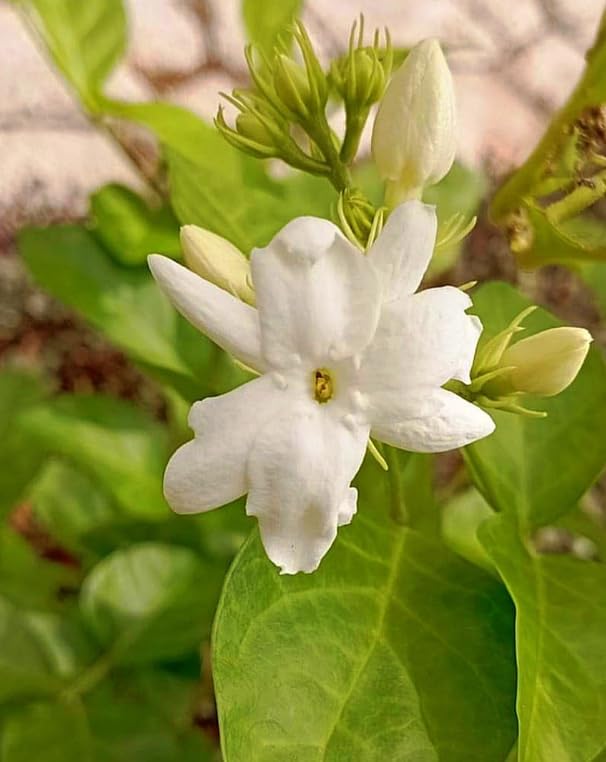 Sambac Jasmine Live Plant Frangant Jasmine Shurb White Jasmines Flowers Bush Plant 8-10 Inch Tall in 3 Inch Pot