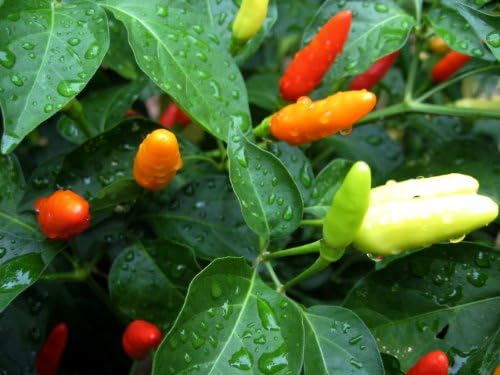 Clovers Garden Tabasco Pepper Plants- Two (2) Live Plants – Non-GMO - Not Seeds – Each 4"-8" Tall in 4 Inch Pots - Medium Hot