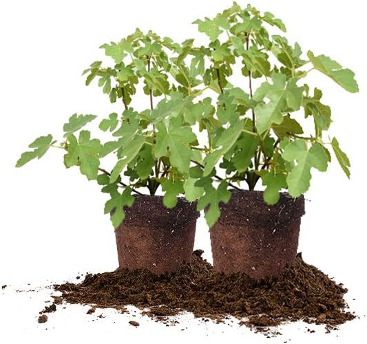 Black Mission 2 Pack