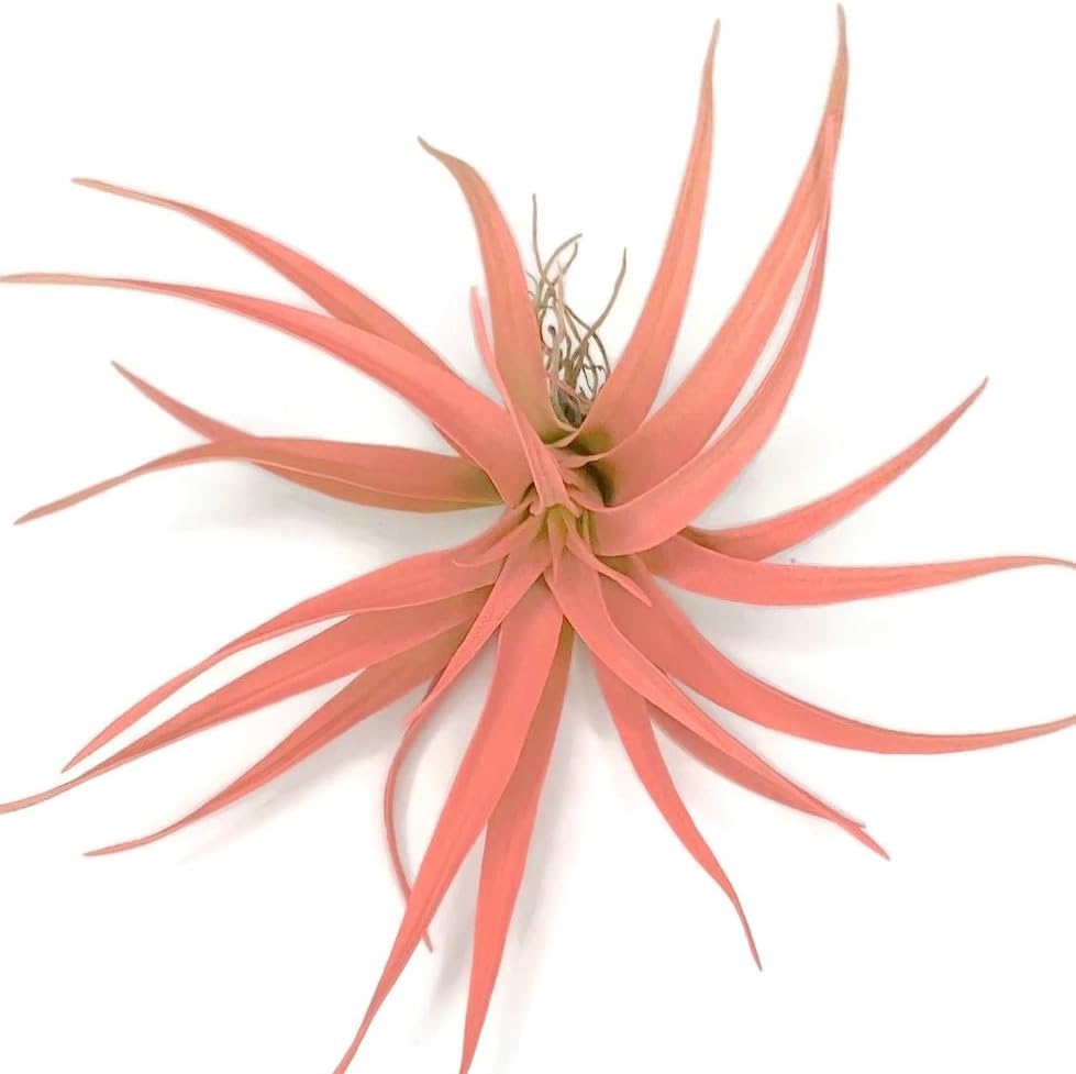 Colored Capitata Air Plant, Tillandsia Air Plant, Airplant, Air Purification, House Plant, Home Decor & Gift, Live Plant (Peach)