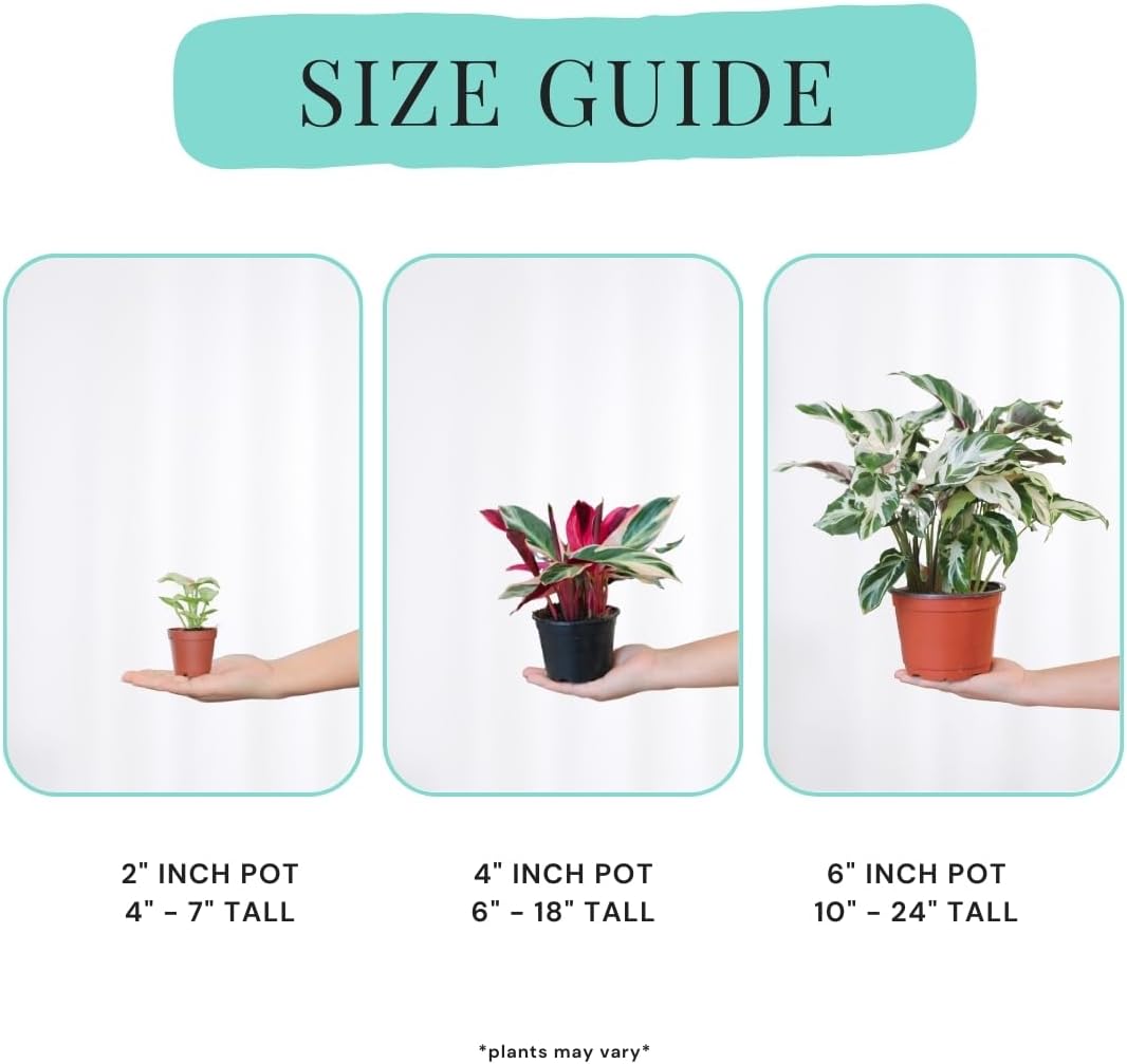 Calathea Assorted 4" pots: Grower's Pick, Indoor Plants, Easy Care Houseplant, Starter Plant,Live Indoor, Easy to Grow - Beginner Plant by Coollectiveplants (6 Pack)