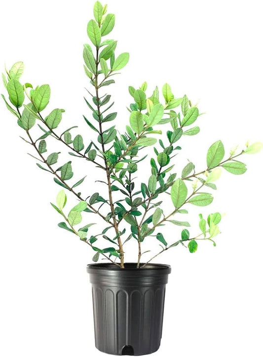 Pineapple Guava | 1 Large Gallon Size Plant | Feijoa Sellowiana | Edible Fruit Shrub and Fragrant Flowering Foliage