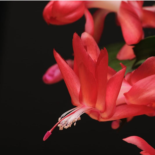 TriStar Plants - Thanksgiving Cactus - 4" inch Pot, Fasle Christmas Cactus, Easter Cactus, Holiday Plant, Winter Flowers, Christmas Plants, Winter Blooms (Red)
