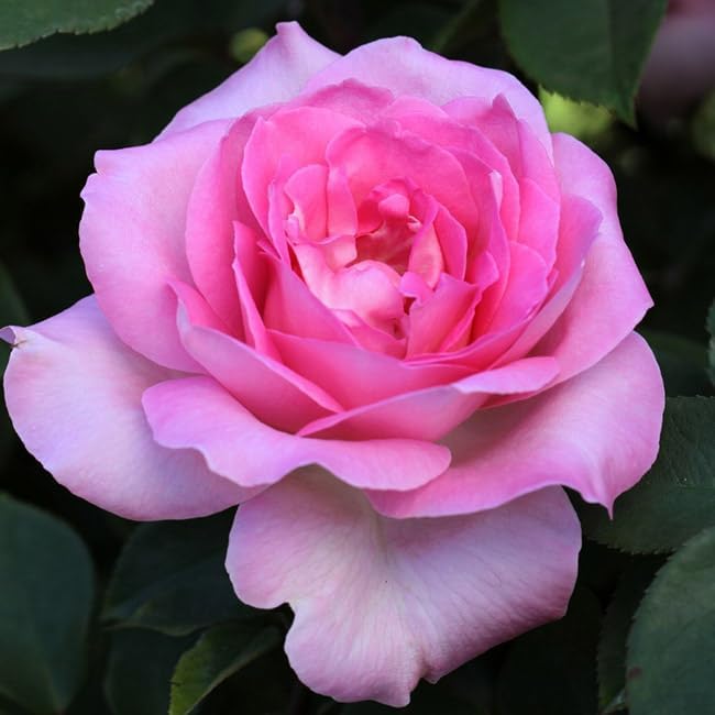 Heirloom Roses Pink Rose Plant - Eleganza® Beverly Hybrid Tea Rose Bush, Fragrant Roses Good for Planting in Pots Or Outdoors