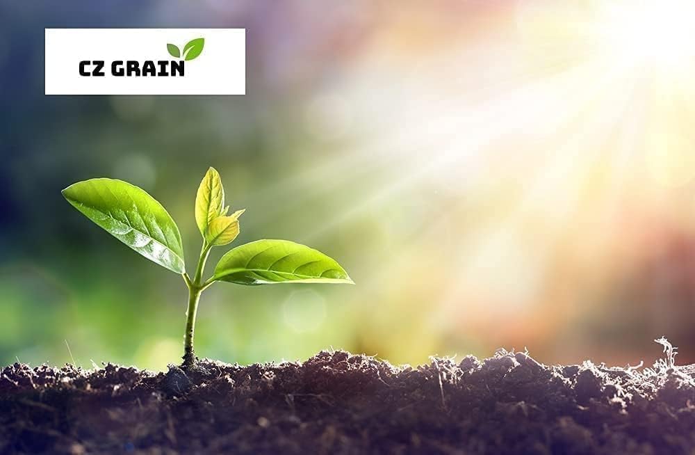 Canna Dwarf 'Tropical Sunrise' Bulb – Soft Peach Blooms for Containers & Gardens - Bring a Touch of The Tropics to Your Garden (3 Rhizomes)