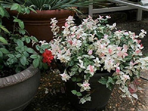 Snow N Summer Asian Jasmine Vine - Live Plant - Quart Pot