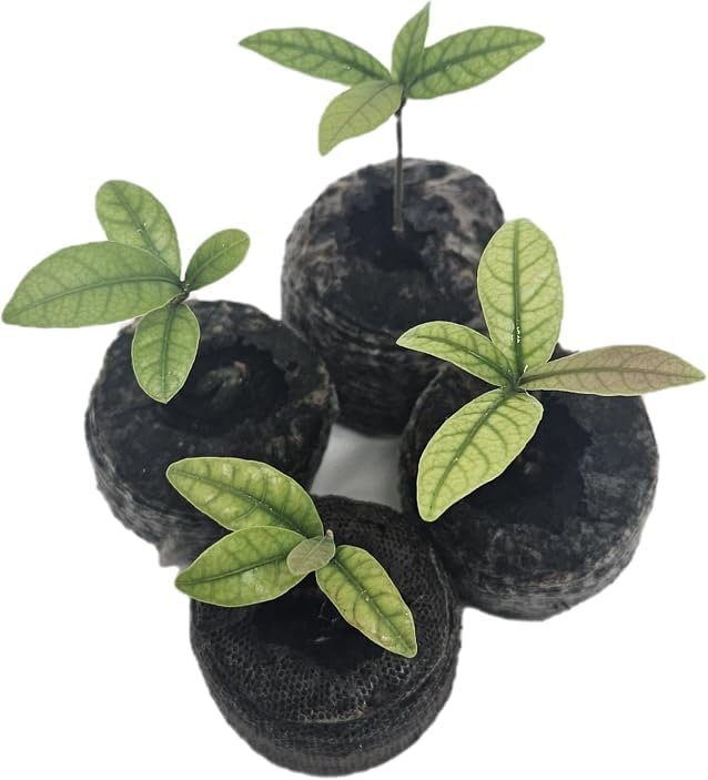 Set of 4 Miracle Berry Plants (Synsepalum dulcificum) - Unique Fruit That Makes Sour Foods Taste Sweet - Live Seedlings for Home or Garden