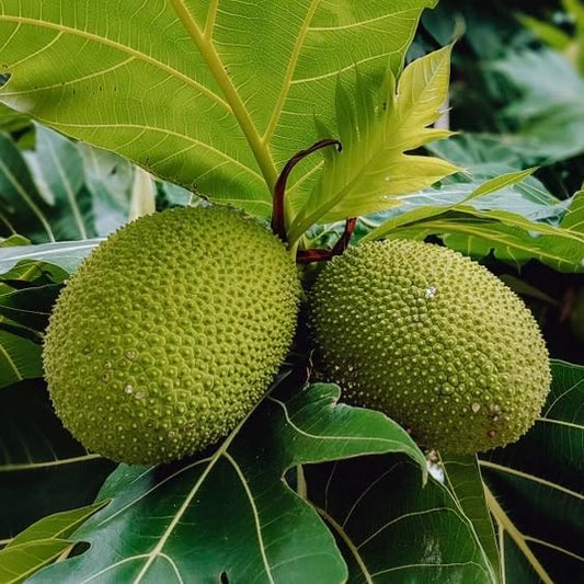 Breadfruit Tree - Live Big Fruit Tree 12"-24" Tropical Plantae
