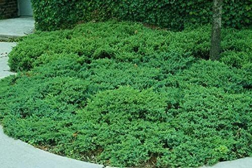 San Jose Juniper | 3 Live Plants | Juniperus Chinensis | Bonsai Drought Tolerant Cold Hardy Evergreen Groundcover