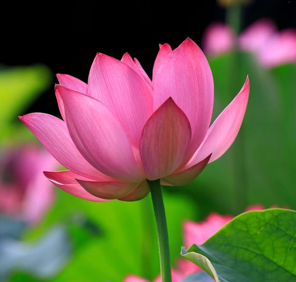 Big Pack Planting Water Features Bonsai Lotus Flower Seeds Indoor Outdoor 160pcs Bowl Lotus Seeds Mixed Lotus Seeds for Garden Pond Grow Easily Low Maintenance