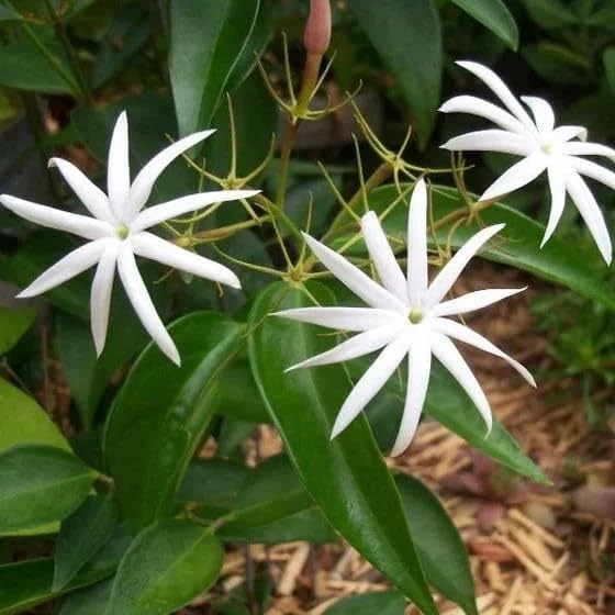Live Angel Wing Jasmine (Jasminum Nitidum) Plants - Fragrant, White Blooming Evergreen Shrub for Any Garden (4 jas Angel Cups)