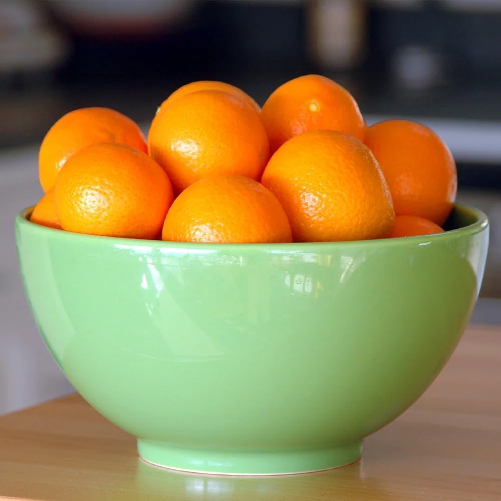 Brighter Blooms - Calamondin Tree, 3-4 Feet - Live Plant - No Shipping to AL, AZ, FL, GA, LA, OR, TX