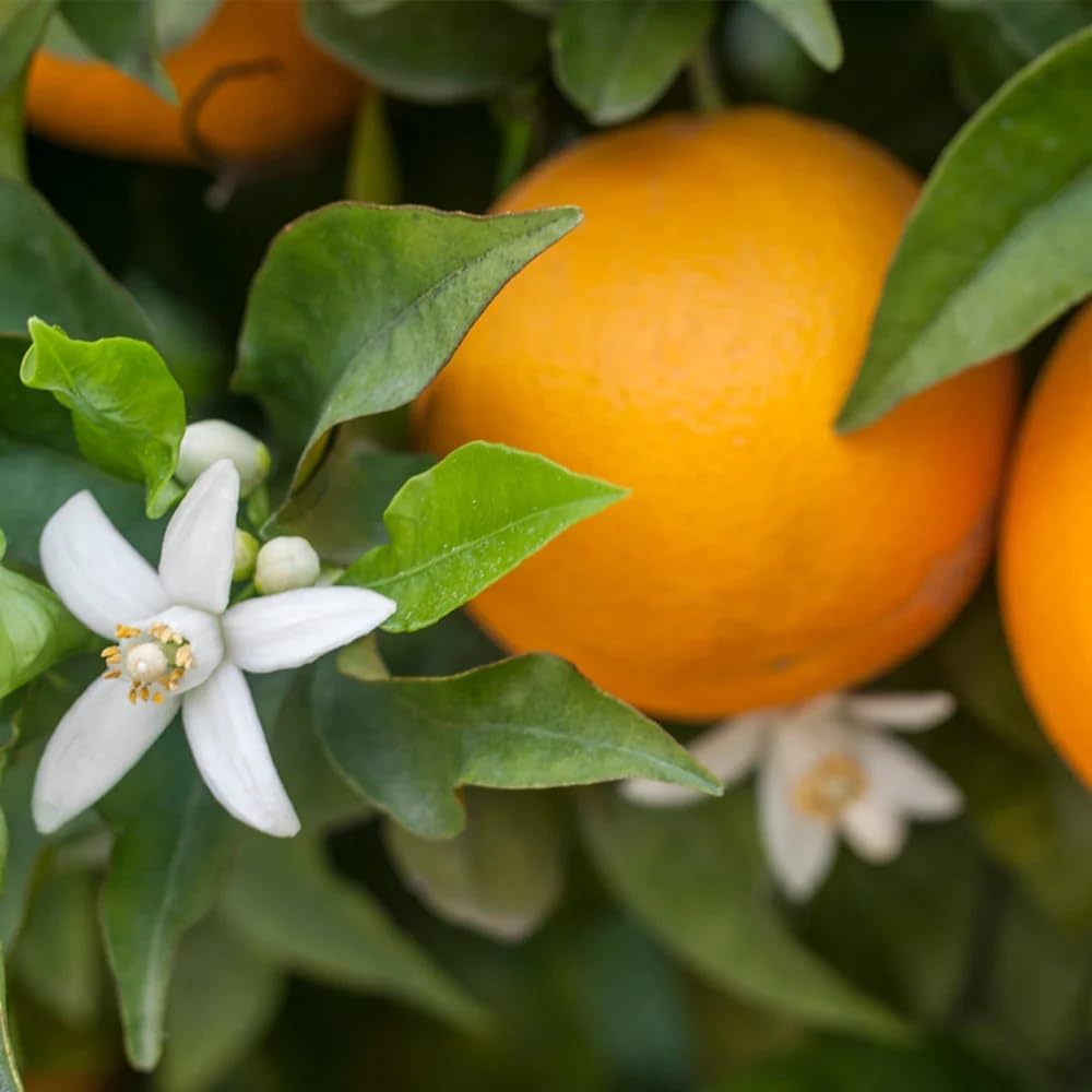 Brighter Blooms - Calamondin Tree, 3-4 Feet - Live Plant - No Shipping to AL, AZ, FL, GA, LA, OR, TX