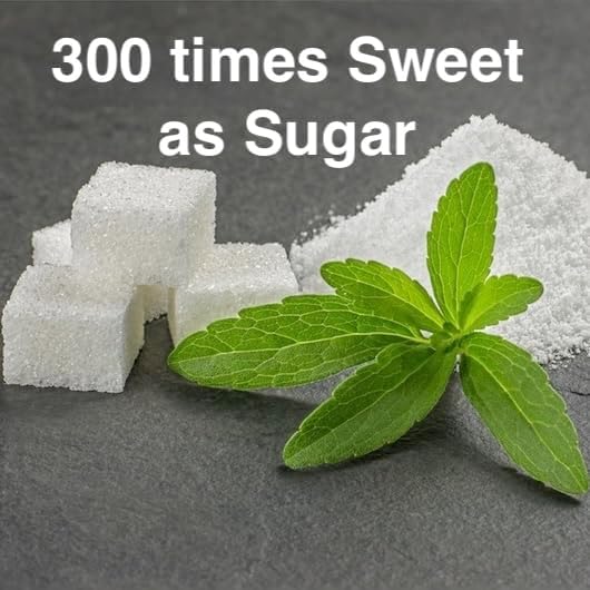 Live Stevia rebaudiana Plants, Sweet Leaf or Sugar Leaf, Natural Sugar Substitute Herb, Easy to Grow (2 stevia sacs)