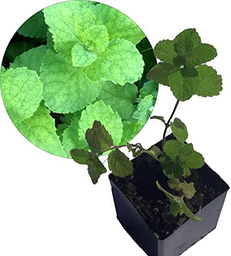 Organic Apple Mint Live Plant, (Mentha suavolens) in 2.5 inch Pot.