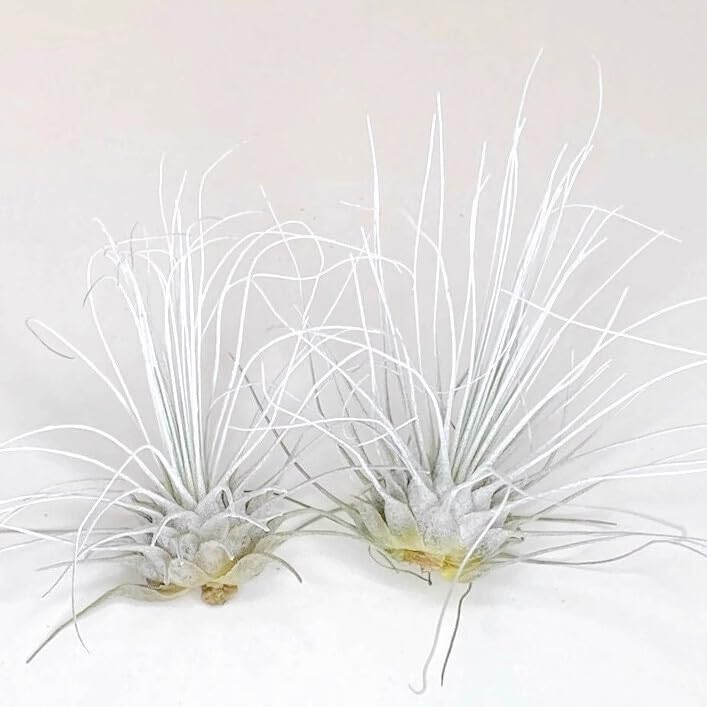 Thin Air Plant, Guatemala Tillandsia Live Airplant, Healthy Arrival Guaranteed, Great Indoor Plant, Home Decor & Gift (2 White)