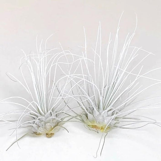 Thin Air Plant, Guatemala Tillandsia Live Airplant, Healthy Arrival Guaranteed, Great Indoor Plant, Home Decor & Gift (2 White)