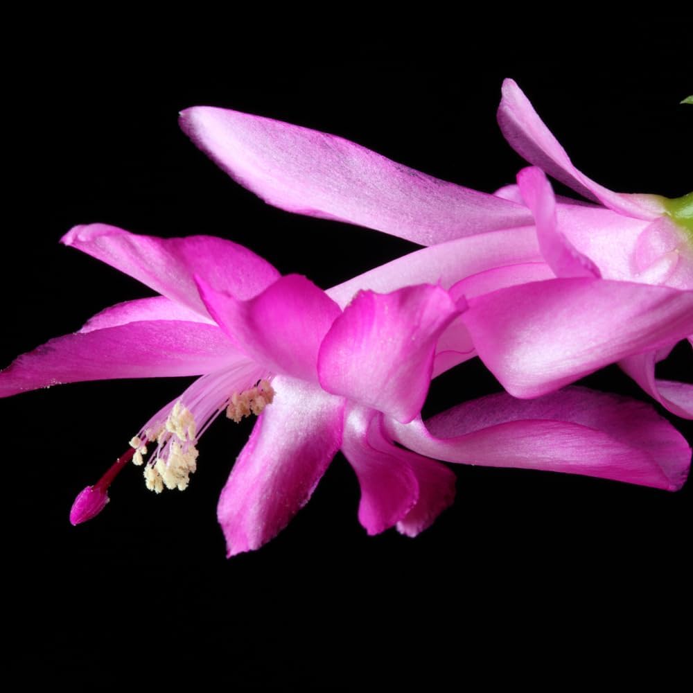 TriStar Plants - Thanksgiving Cactus - 4" inch Pot, Fasle Christmas Cactus, Easter Cactus, Holiday Plant, Winter Flowers, Christmas Plants, Winter Blooms (Cyber Dancer)