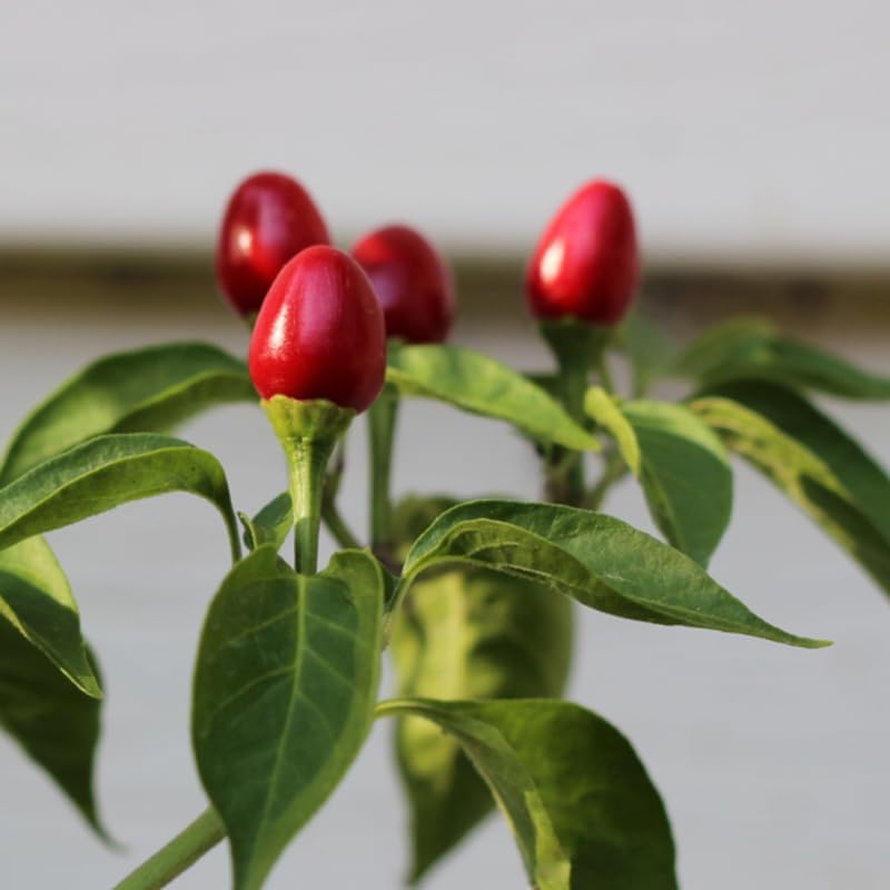 Chiltepin Pepper Live Plant, 120 Days Old Hot Chile Chiltepin Pepper Plants Live, Tepin Chili Pepper Plants, 7 to 10 Inc Tall for Growing