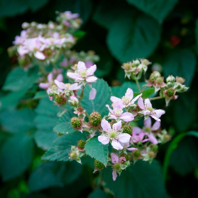 Thorny Boysenberry Plants (4 Pack) – Live Starter Plants for Planting, Vigorous Trailing Canes Producing Large, Juicy, Sweet-Tart Berries, Ideal for Jams, Pies, and Fresh Eating