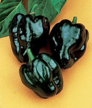Clovers Garden Poblano Chili Pepper Plants-Two (2) Live Plants – Non-GMO - Not Seeds – Each 4"-8" Tall in 4 Inch Pots - Mild-Heat, 1500 SHU, Great for Drying