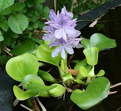 Water Hyancinth - Easy Floating Live Pond Plant