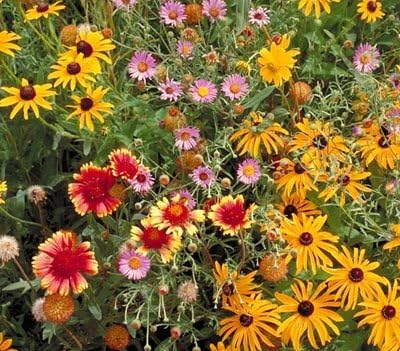 Non GMO Bulk All Perennial Wildflower Seed Mix (50 LB)
